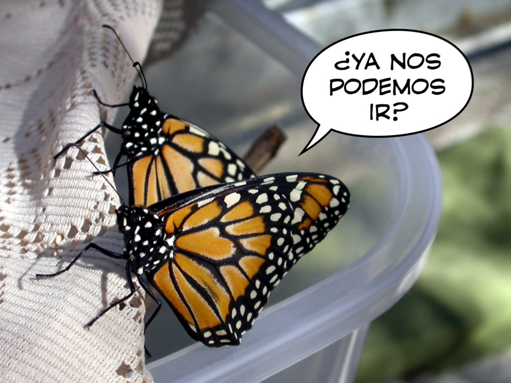 Humorous interpretation of the release of Danaus erippus butterflies reared at home. Photo: Gabriela F. Ruellan.